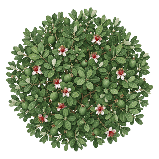 Illustration of Pineapple Guava