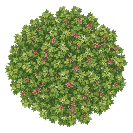 Illustration of Amur Maple