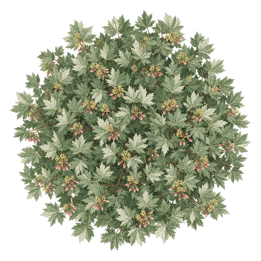 Illustration of Paperbark Maple