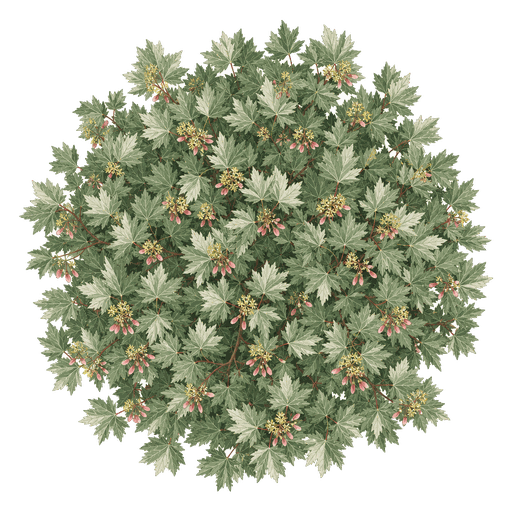 Illustration of Paperbark Maple
