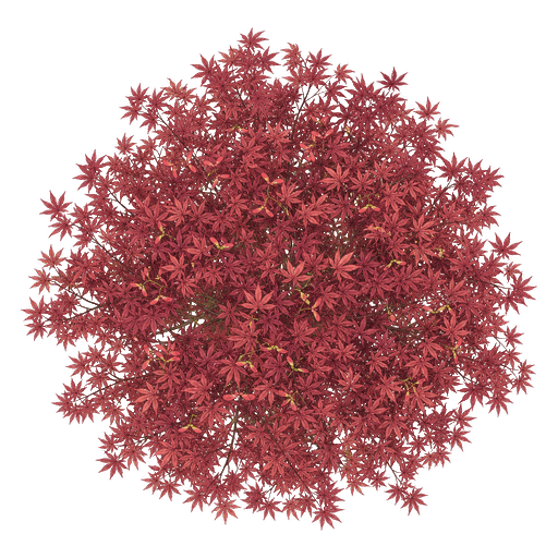 Illustration of Japanese Maple