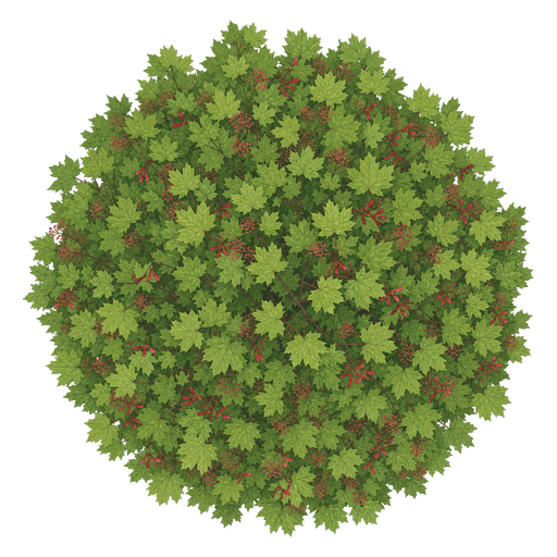 Illustration of Red Maple