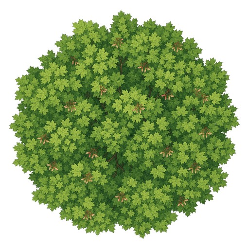 Illustration of Sugar Maple