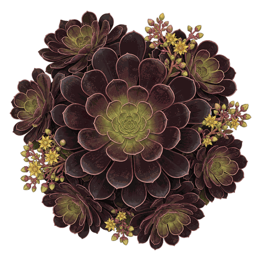 Illustration of Aeonium