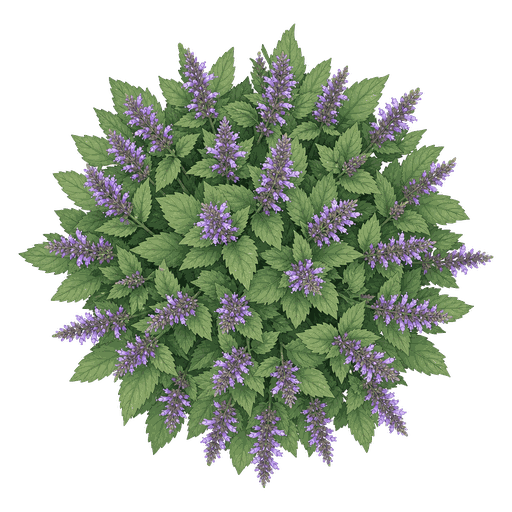 Illustration of Anise Hyssop