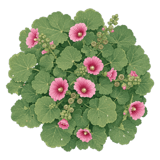 Illustration of Hollyhock