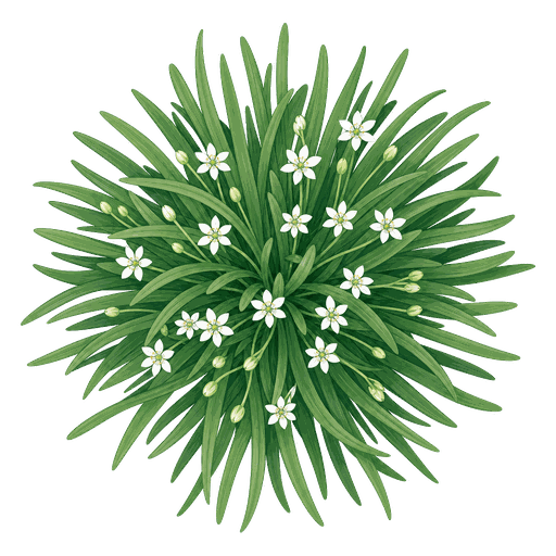 Illustration of Garlic Chives