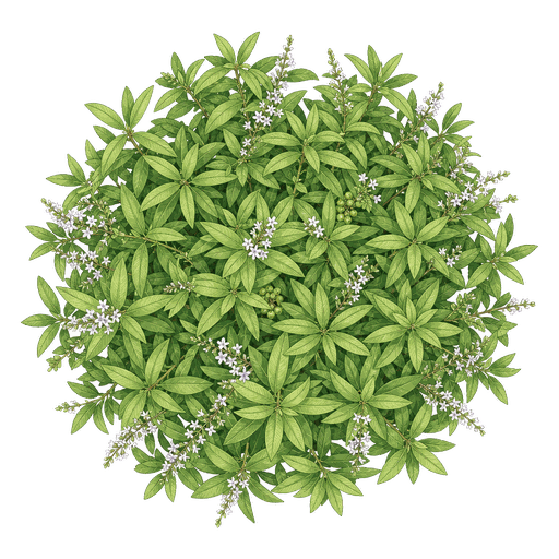 Illustration of Lemon Verbena