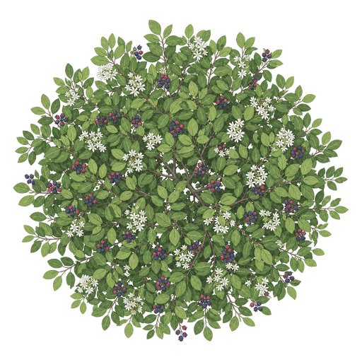 Illustration of Serviceberries