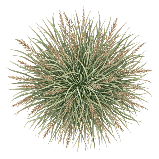 Illustration of Big Bluestem