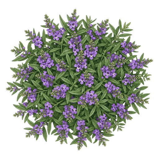 Illustration of Angelonia