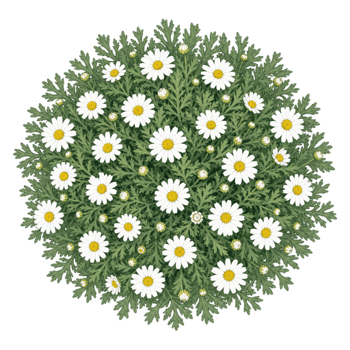 Illustration of Marguerite Daisy