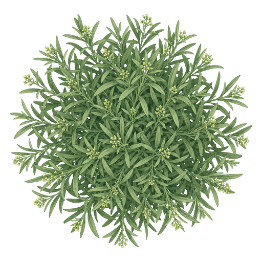 Illustration of French Tarragon
