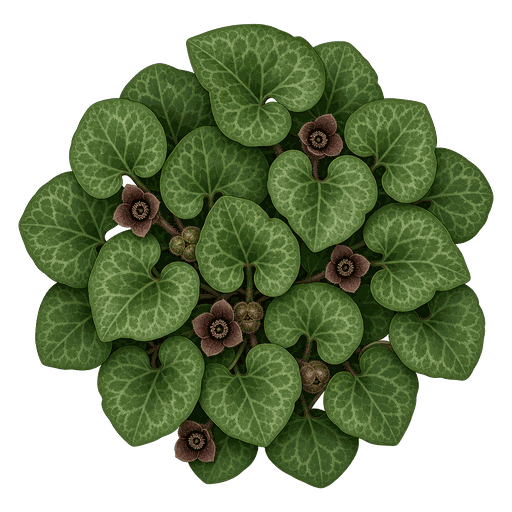 Illustration of Wild Ginger
