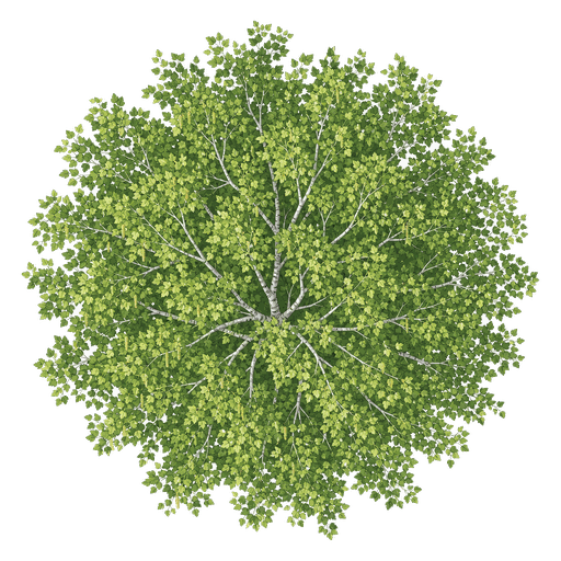 Illustration of Paper Birch
