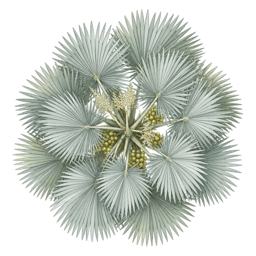 Illustration of Bismarck Palm