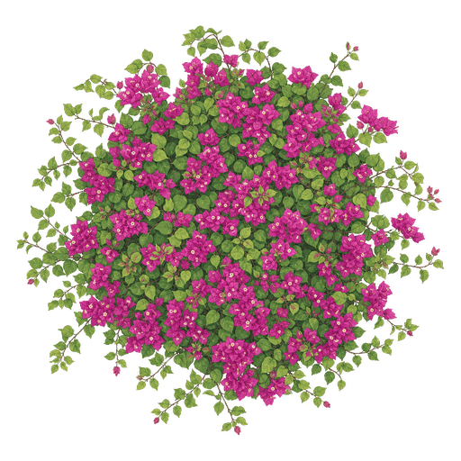Illustration of Bougainvillea