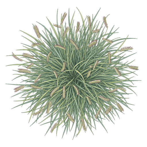 Illustration of Blue Grama Grass