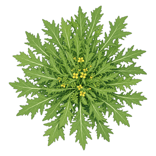 Illustration of Mizuna