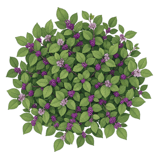Illustration of Beautyberry