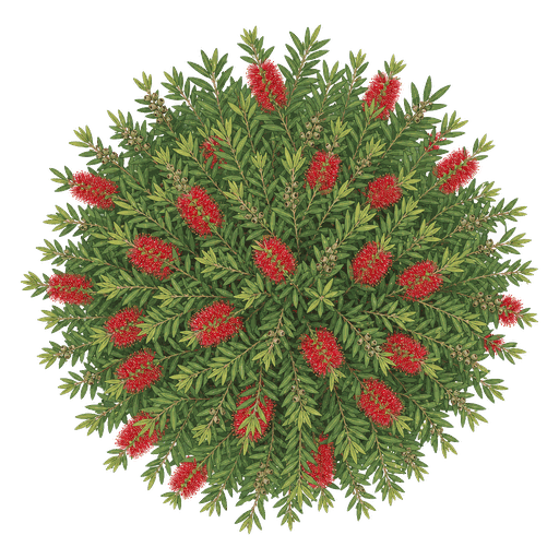 Illustration of Bottlebrush