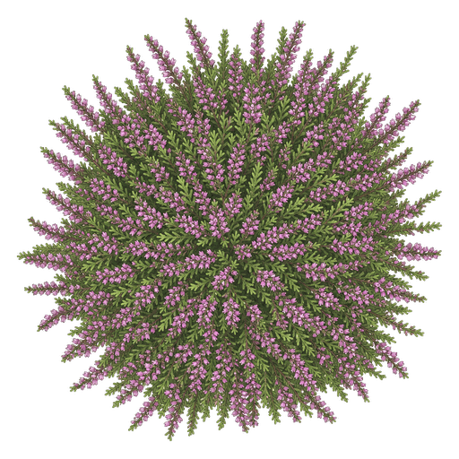 Illustration of Heather