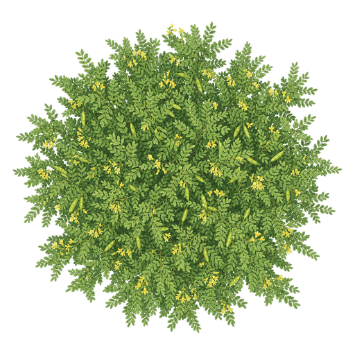 Illustration of Siberian Peashrub