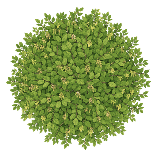 Illustration of American Hornbeam