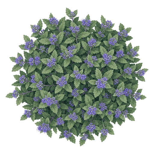 Illustration of Caryopteris (Bluebeard)