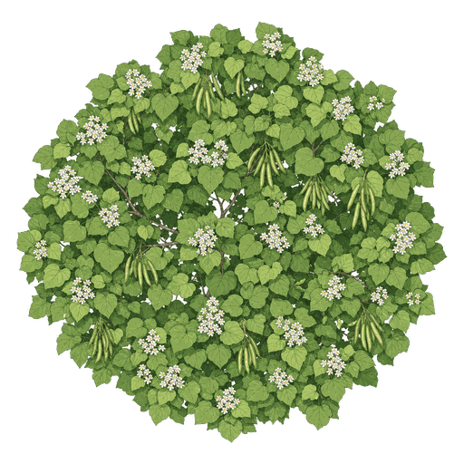 Illustration of Catalpa