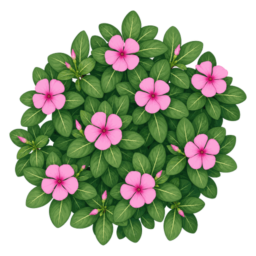 Illustration of Vinca