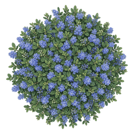 Illustration of Ceanothus
