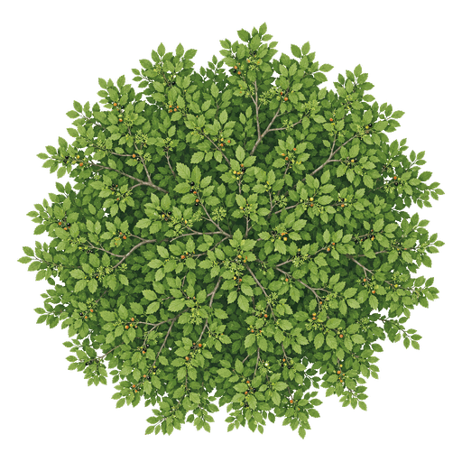 Illustration of Northern Hackberry