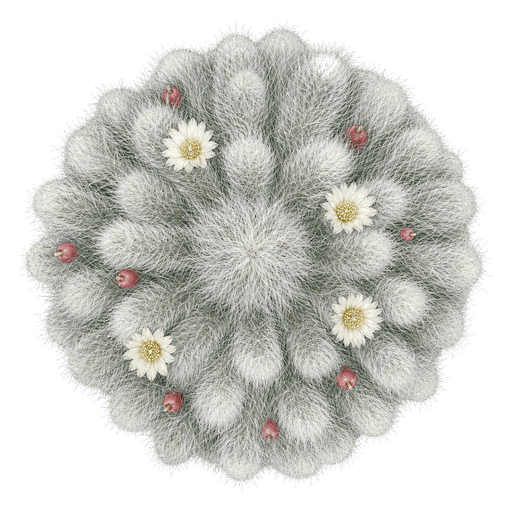 Illustration of Old Man Cactus