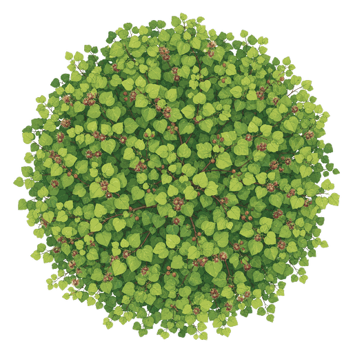 Illustration of Katsura Tree