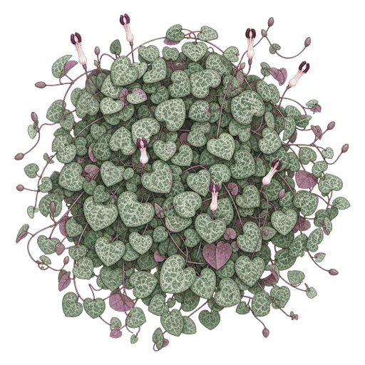 Illustration of String of Hearts