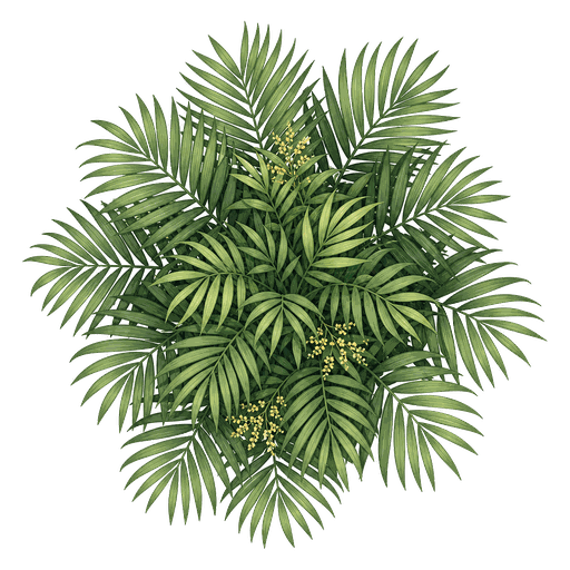 Illustration of Parlor Palm