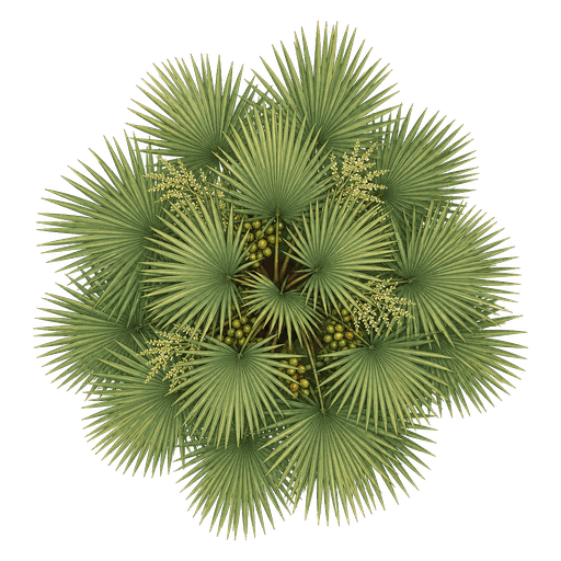 Illustration of European Fan Palm