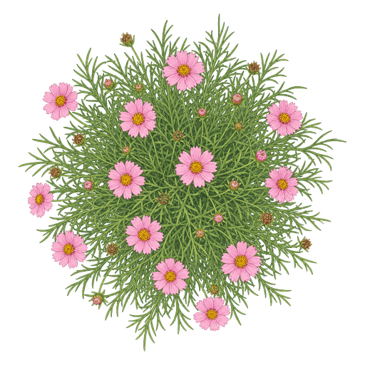 Illustration of Threadleaf Coreopsis