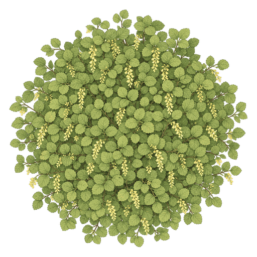 Illustration of Winter Hazel