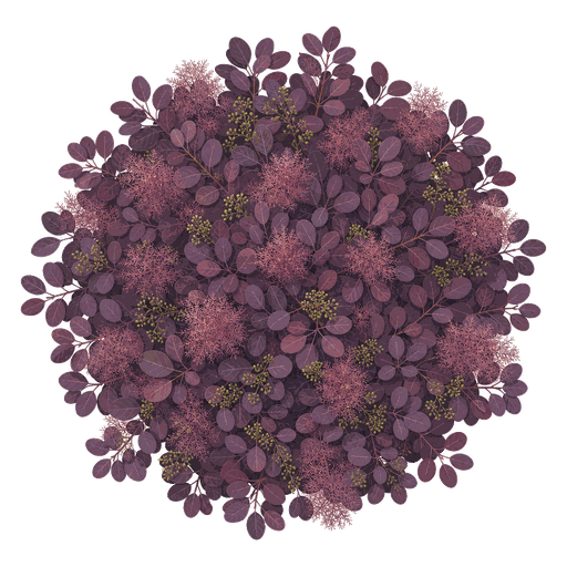 Illustration of Smoke Tree