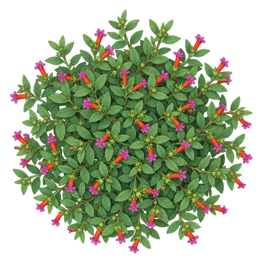 Illustration of Cuphea