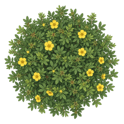 Illustration of Potentilla (Bush Cinquefoil)
