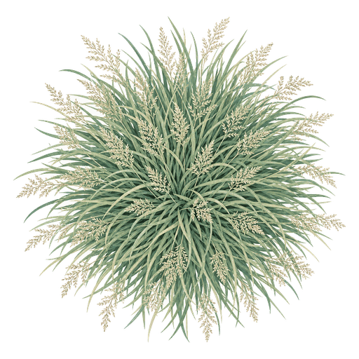 Illustration of Tufted Hair Grass