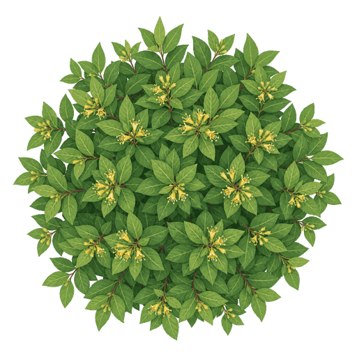 Illustration of Diervilla