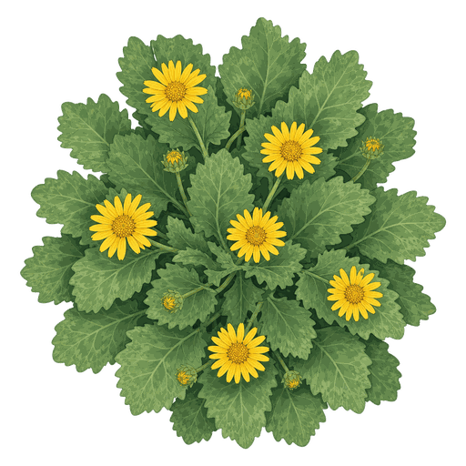 Illustration of Leopard's Bane