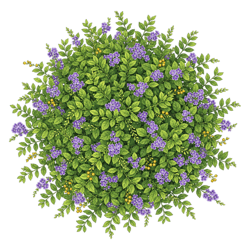 Illustration of Golden Dewdrop
