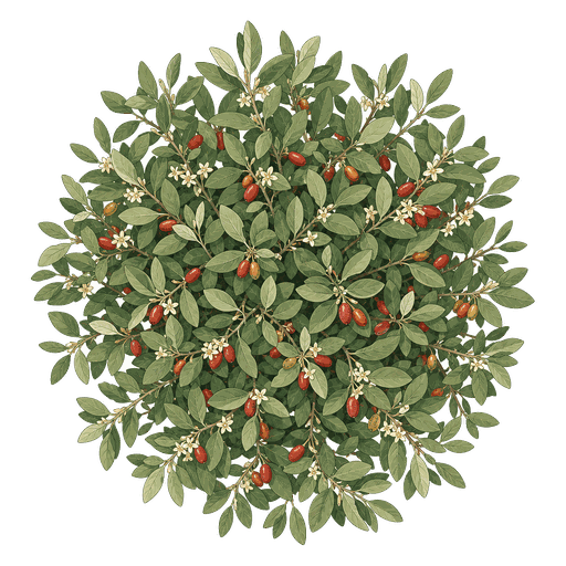 Illustration of Goumi Berry