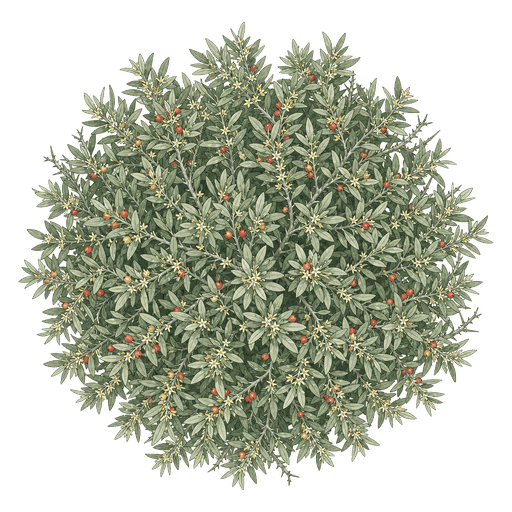 Illustration of Thorny Elaeagnus