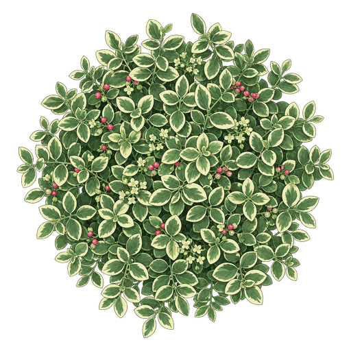 Illustration of Wintercreeper